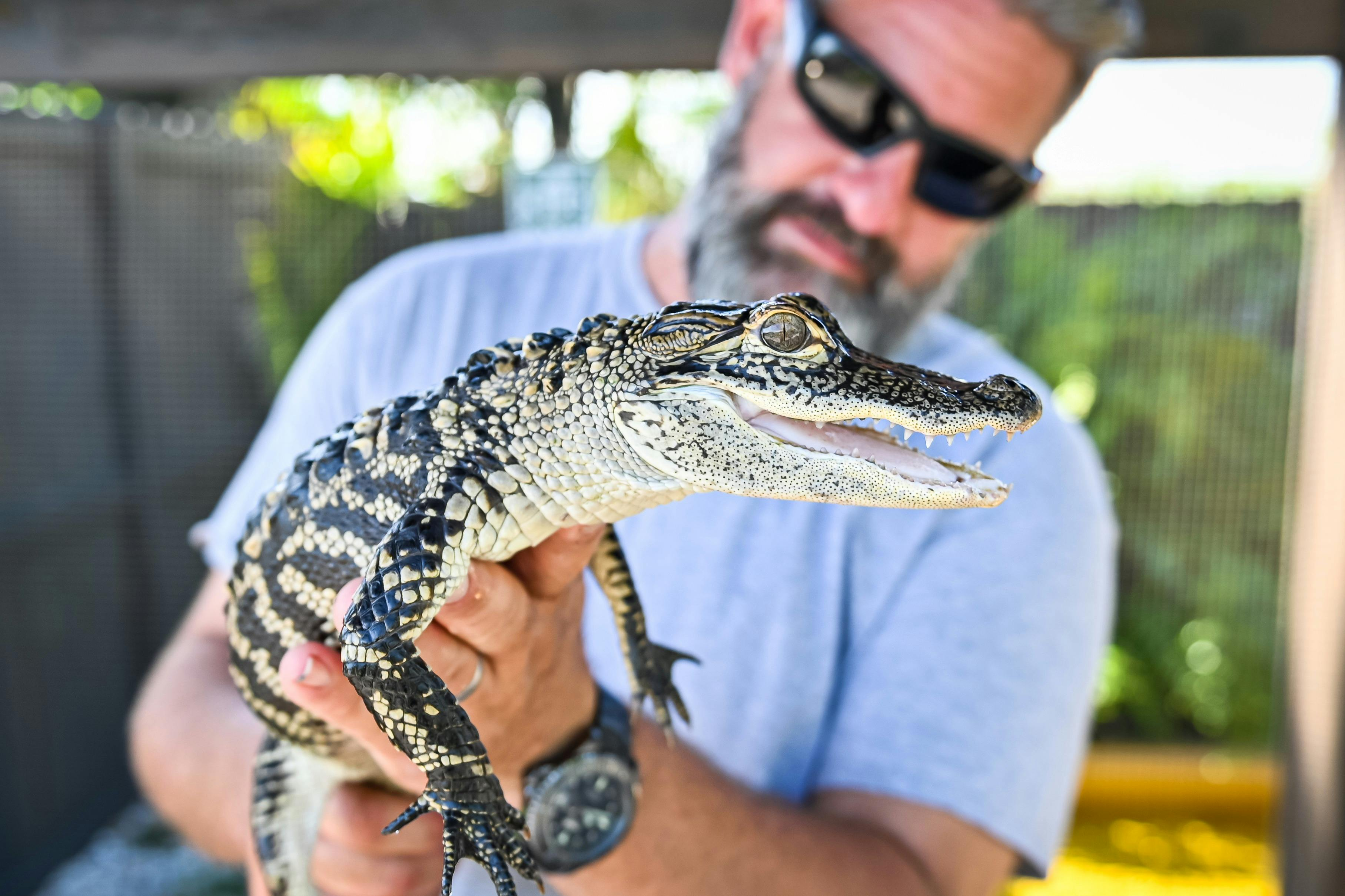 Fort Lauderdale: Florida Everglades Adventure Package - Photo 1 of 16